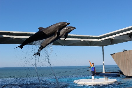 上越市立水族博物館うみがたり